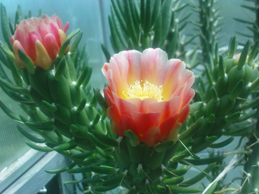 Суккулент Аустроцилиндропунция шиловидная