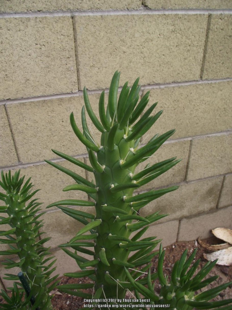 Кактус Аустроцилиндропунция шиловидная