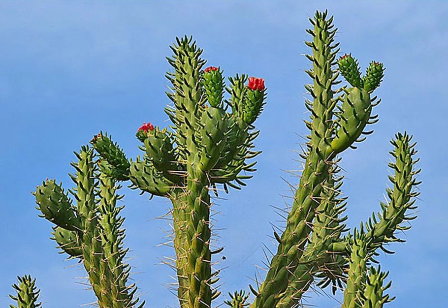 Опунция Аустроцилиндропунция шиловидная
