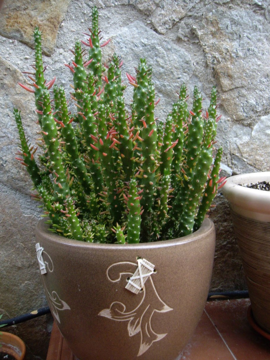 Аустроцилиндропунция субулата