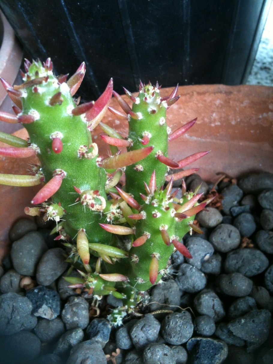 Аустроцилиндропунция субулата