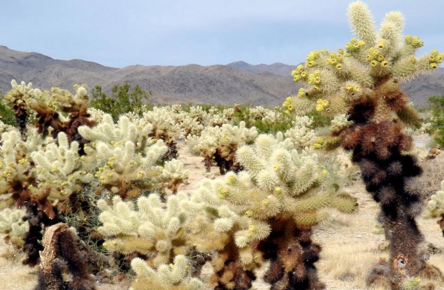 Опунция Биджелоу