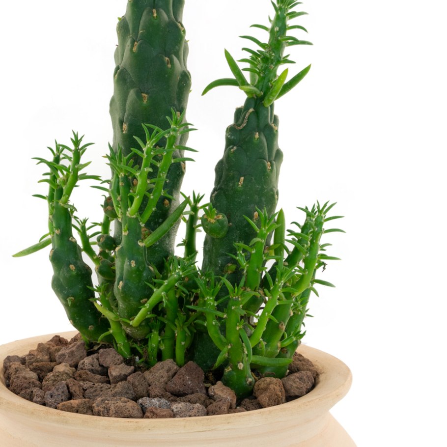 Кактус Аустроцилиндропунция шиловидная