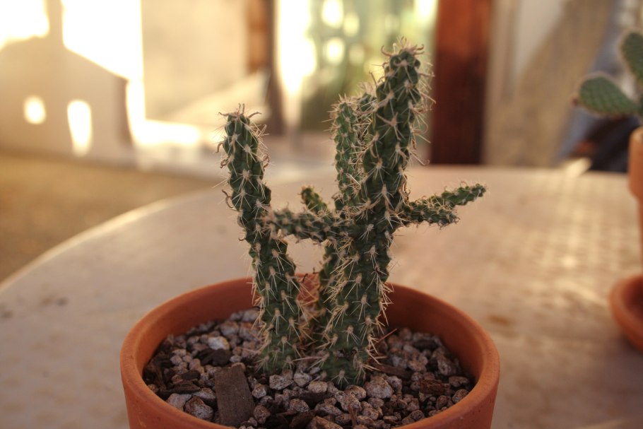 Кактус панк Цилиндропунция размножить