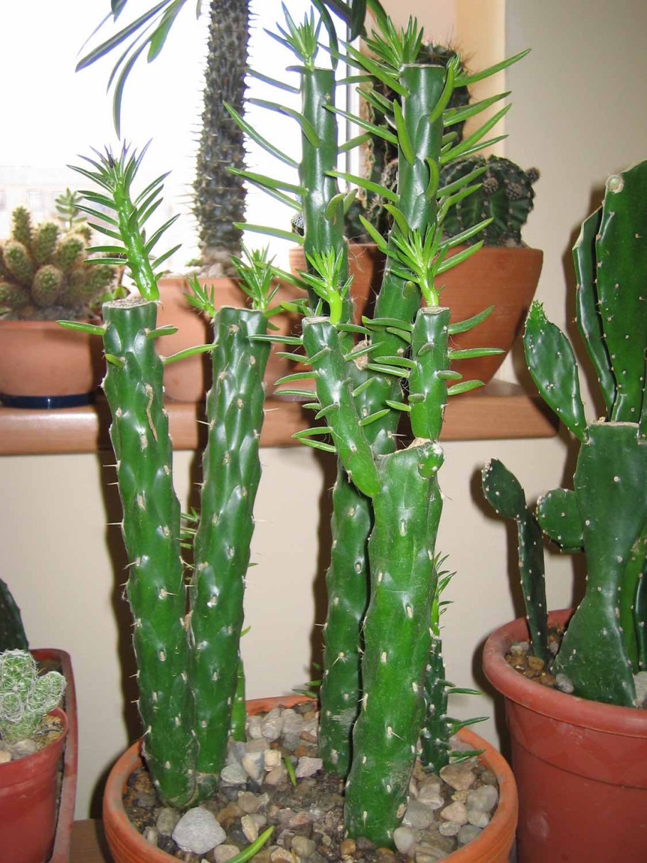 Опунция Биджелоу