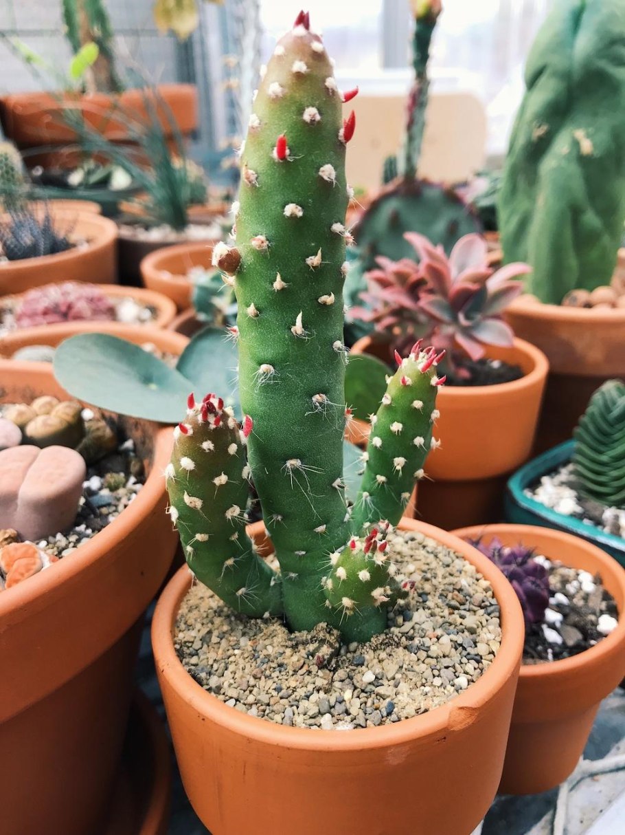 Opuntia leptocaulis