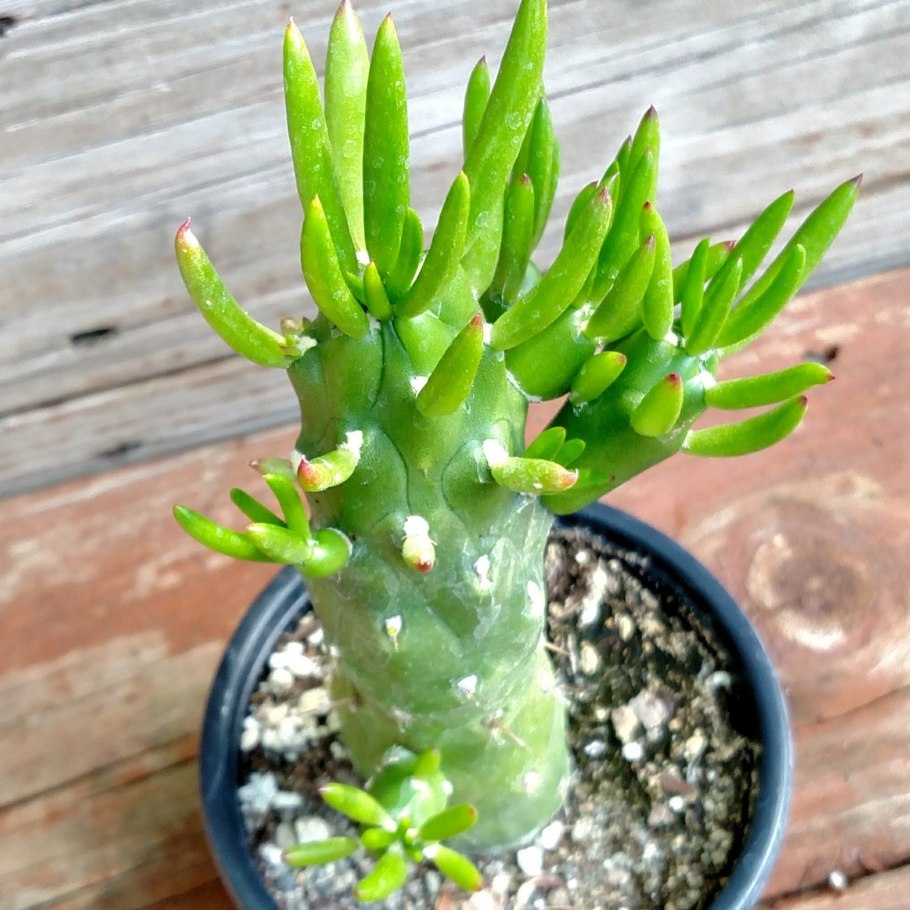 Кактус Austrocylindropuntia subulata
