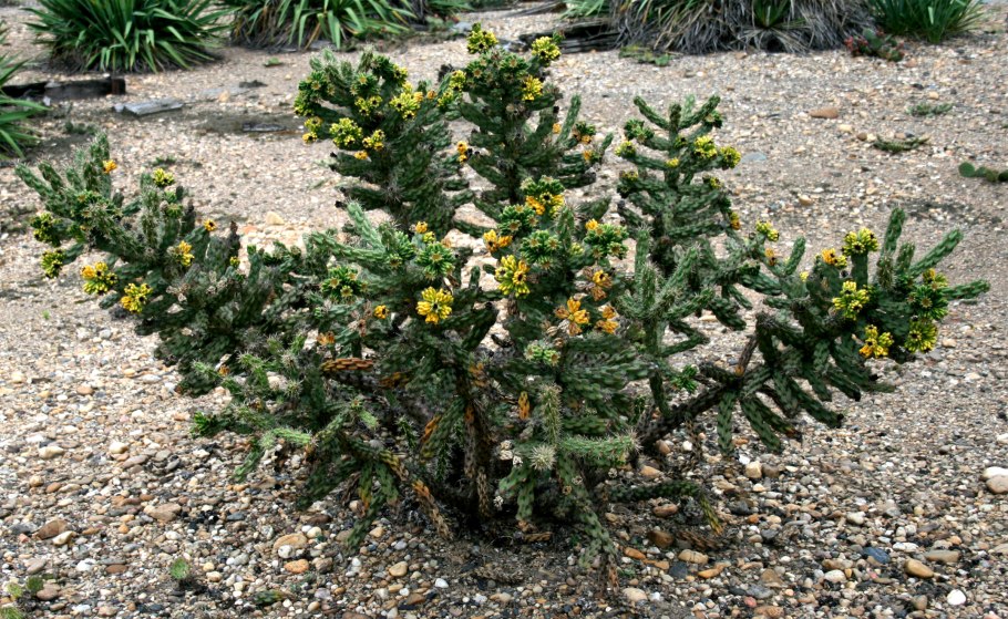 Cylindropuntia Cholla