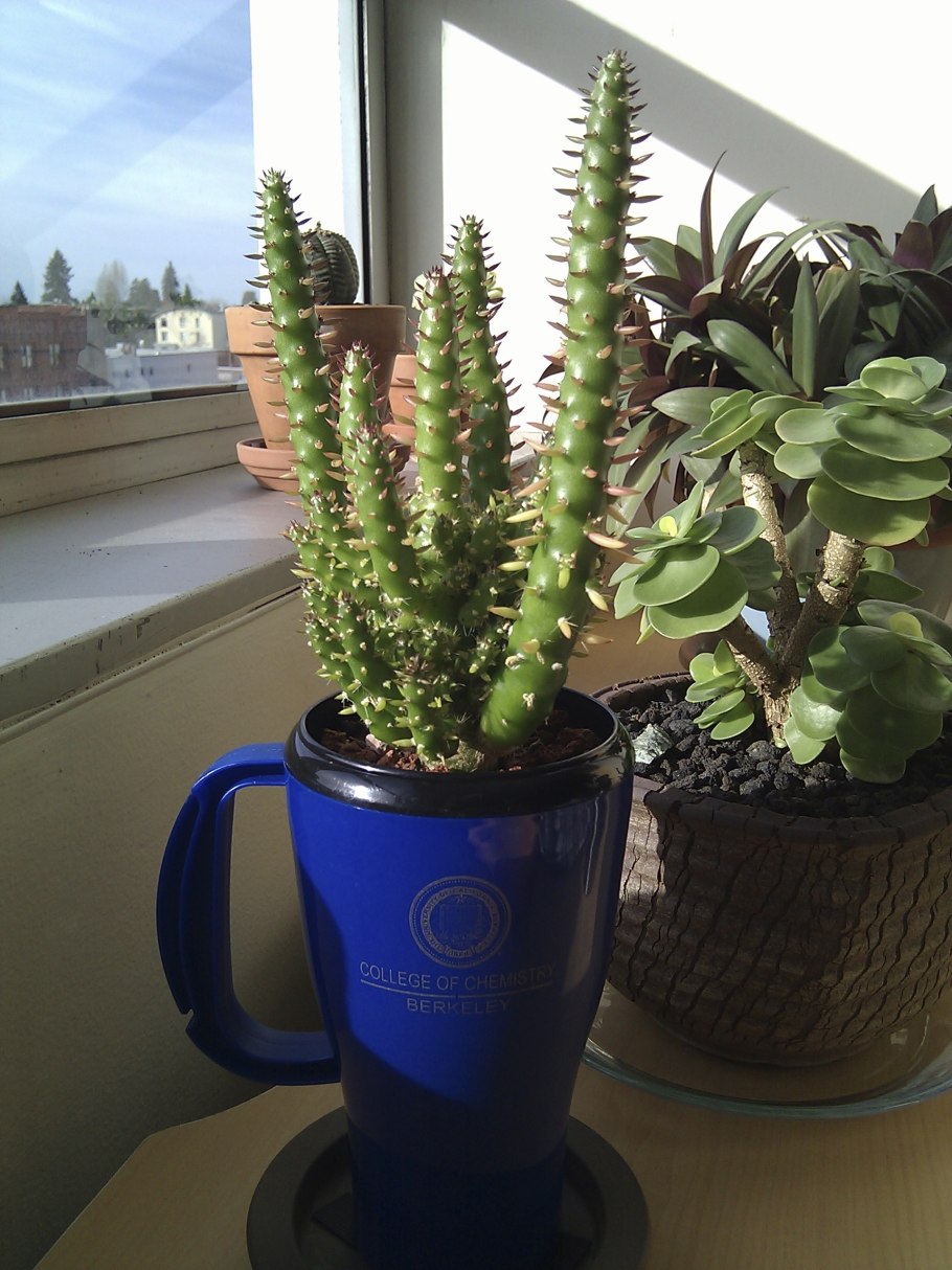 Opuntia subulata monstrose