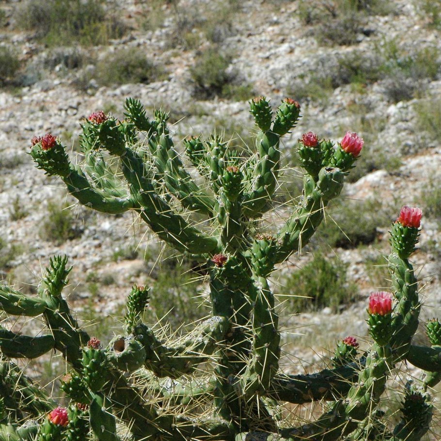 Кактус Аустроцилиндропунция шиловидная