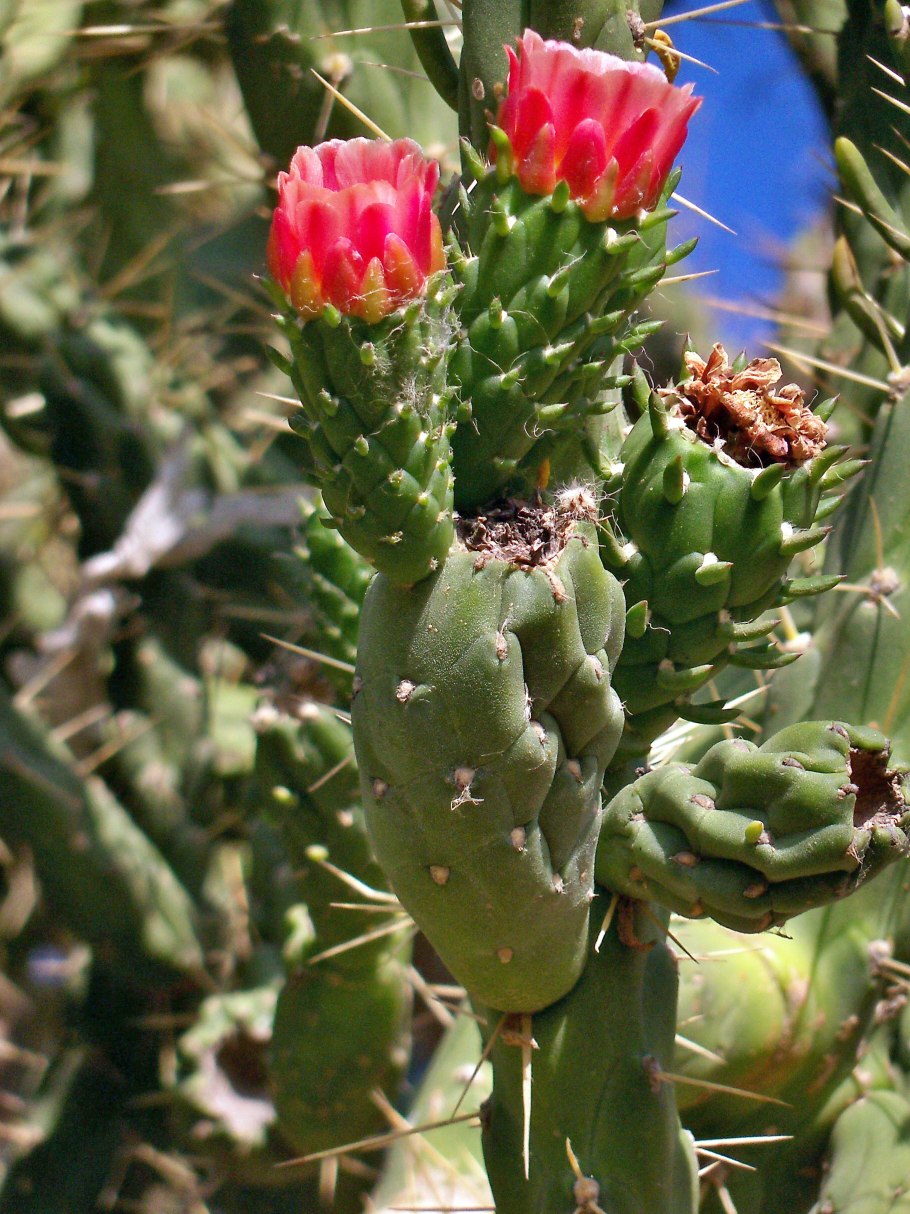 Аустроцилиндропунция Кактус