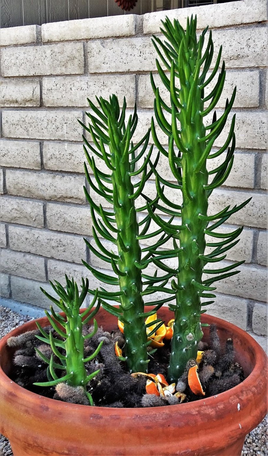 Опунция Аустроцилиндропунция шиловидная