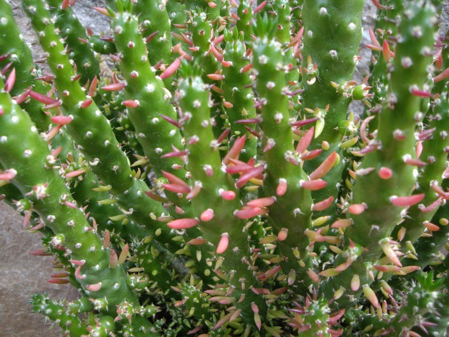 Opuntia (Austrocylindropuntia) subulata (опунция (Аустроцилиндропунция) шиловидная)