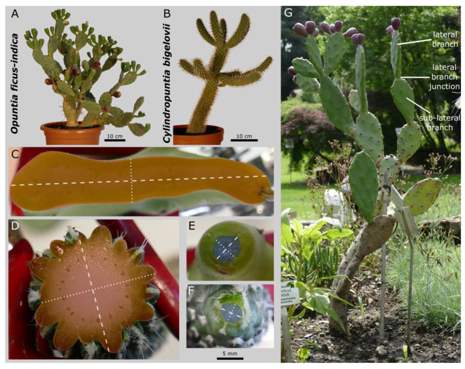 Опунция Аустроцилиндропунция шиловидная