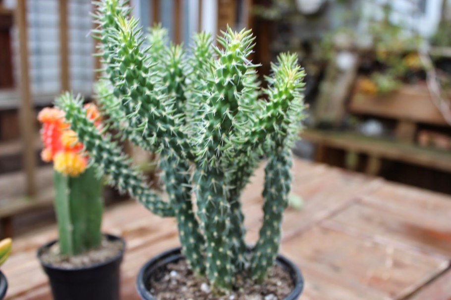 Цилиндропунция пахипус