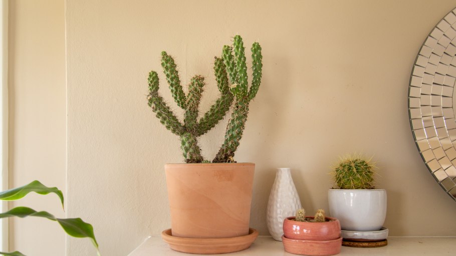 Эстетичные фото кактуса