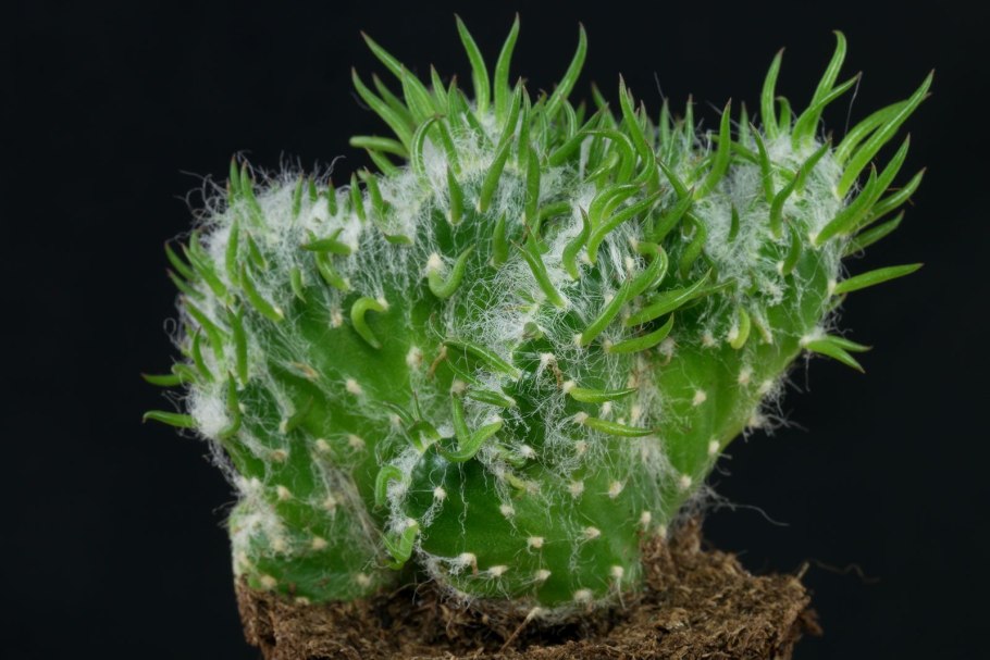 Опунция спиносиор