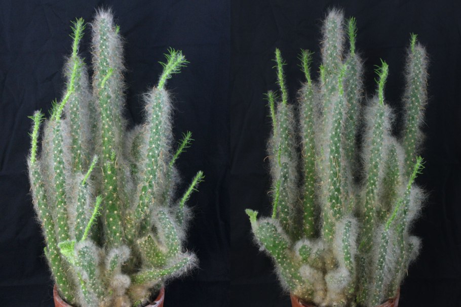 Cylindropuntia Tunicata