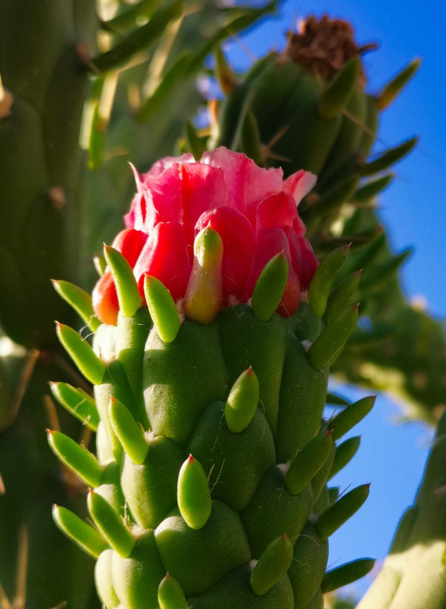 Опунция Сальма