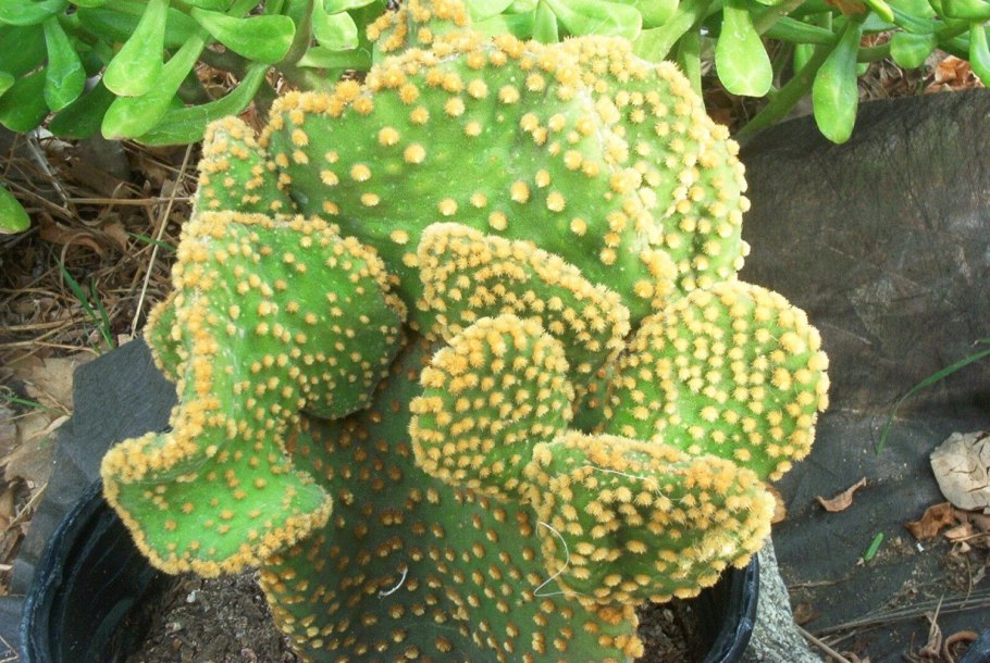 Опунция Аустроцилиндропунция шиловидная