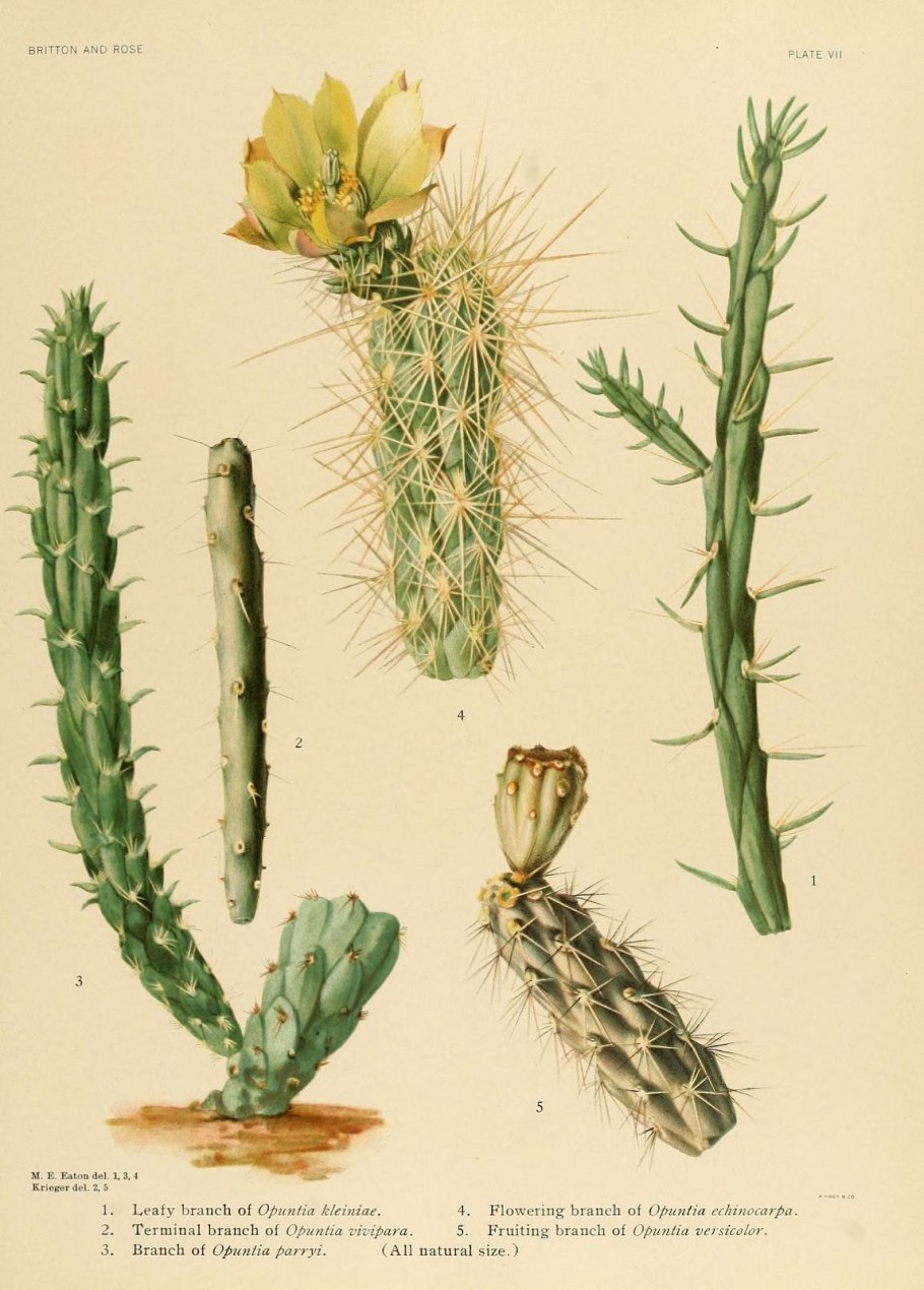 Opuntia fulgida