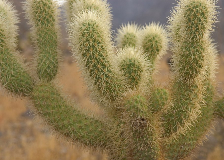 Cylindropuntia bigelovii