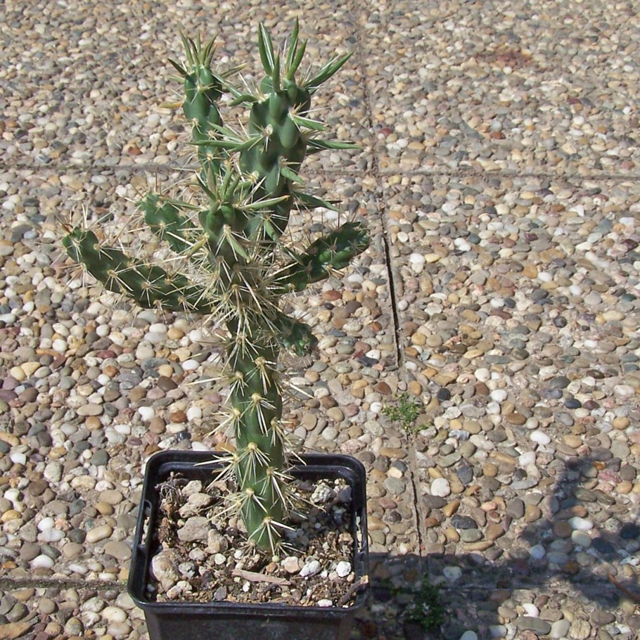 Цилиндропунция Карибская