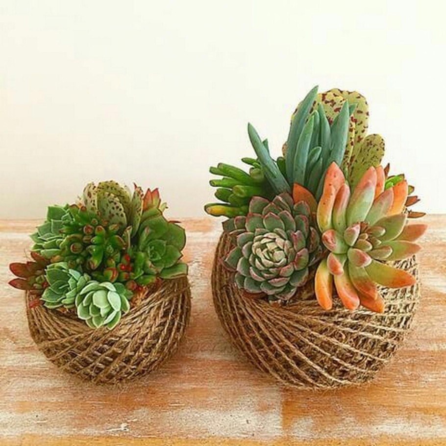 Суккуленты в корзинке