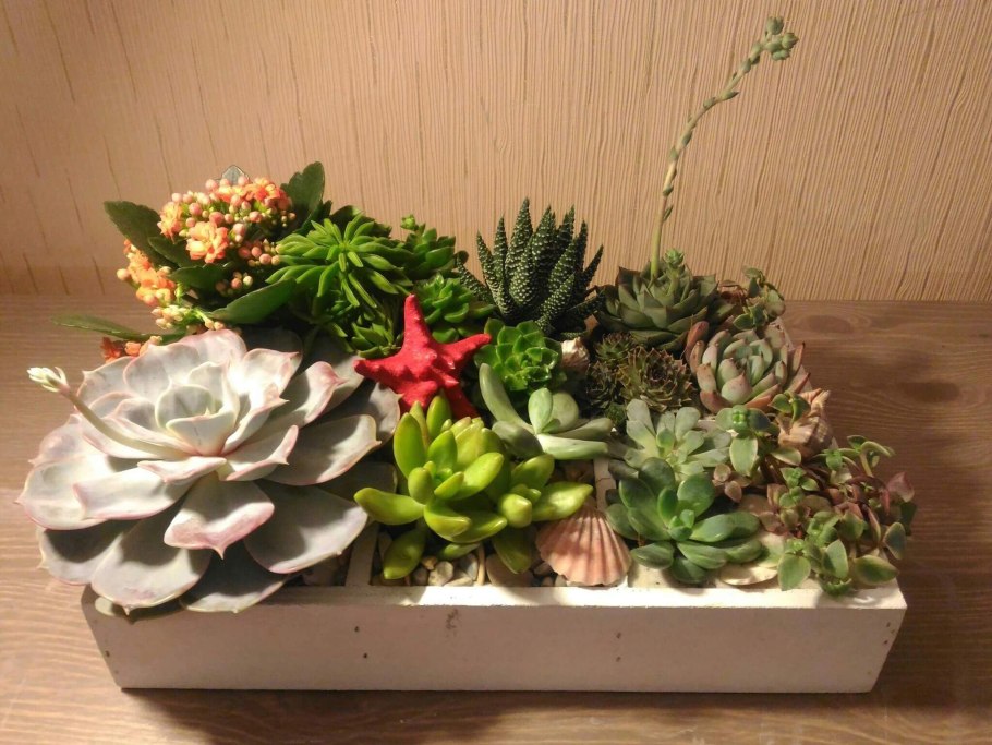 Экибаны из кактусов в горшке