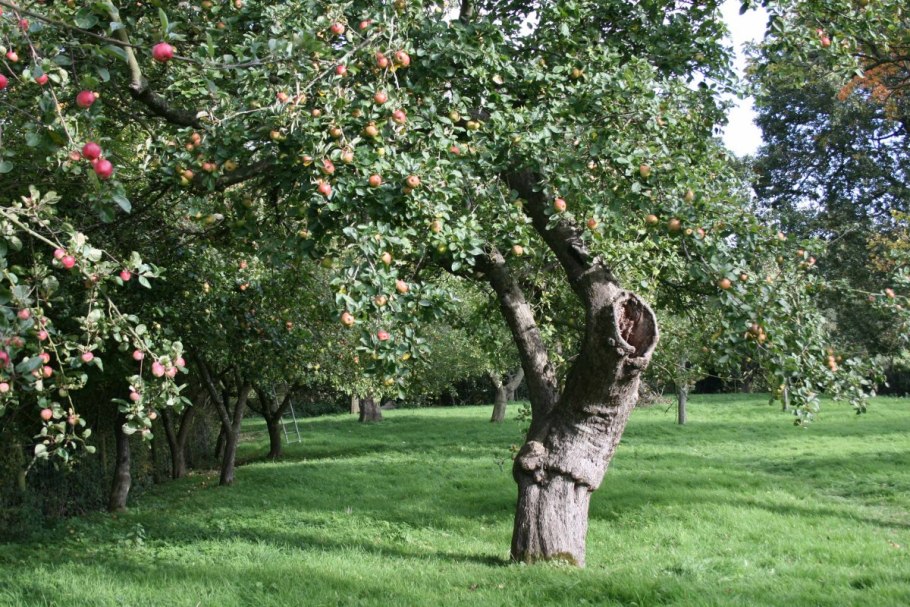 Яблочные плантации Нормандии