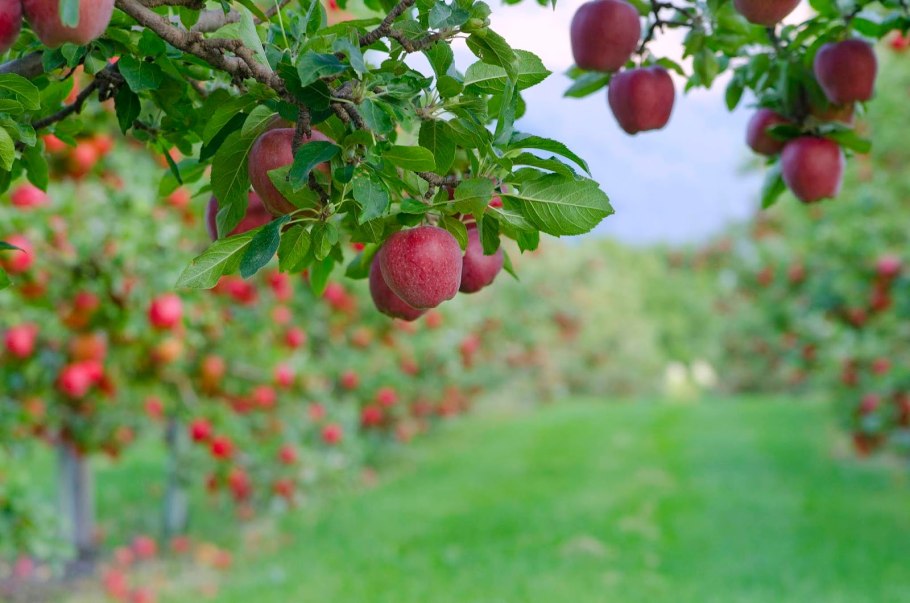 Интенсивный Яблоневый сад