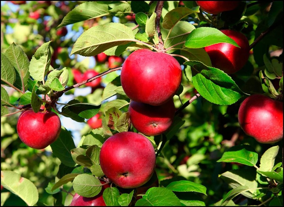 Яблоня Коваленковское