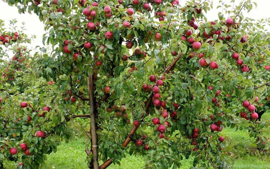 Яблоня Марат Бусурин