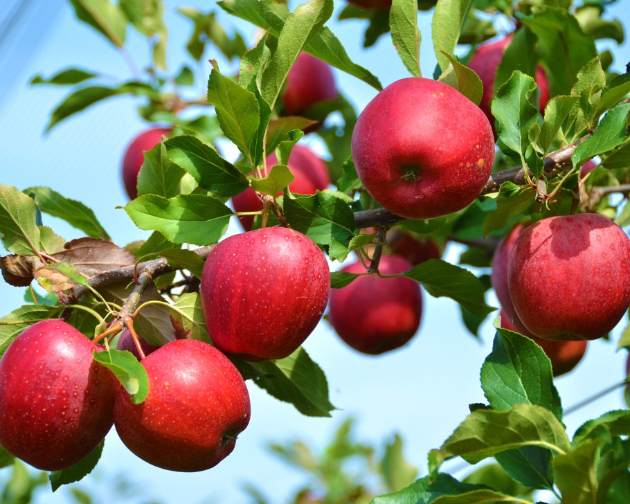 Яблоня Коваленковское