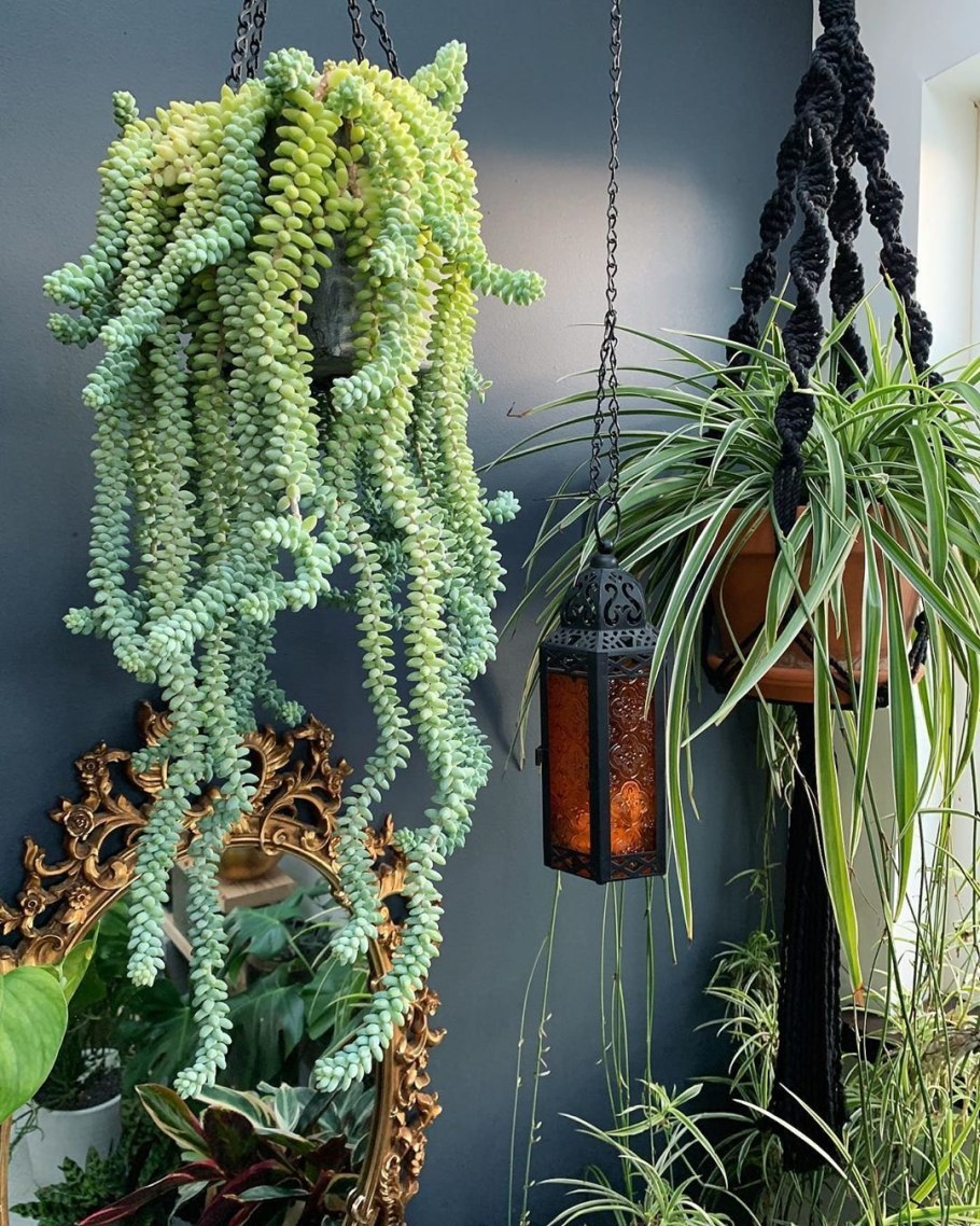 Суккулент Очиток Моргана зелёный