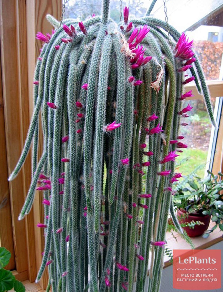 Апорокактус флагеллиформис