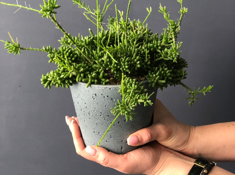 Суккулент рипсалис Барчела