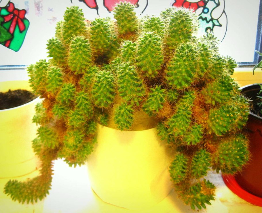 Ампельный Кактус