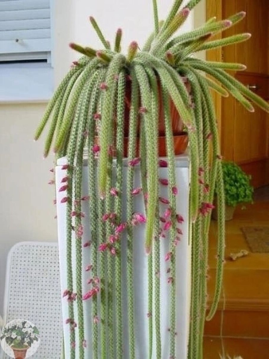 Апорокактус Концатти