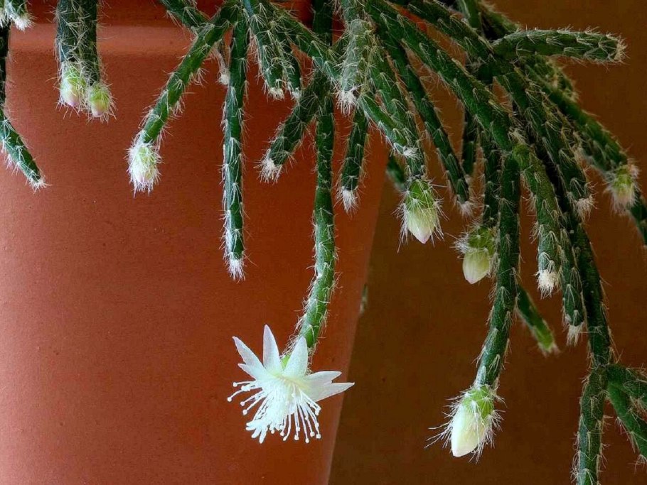 Лесной Кактус рипсалис