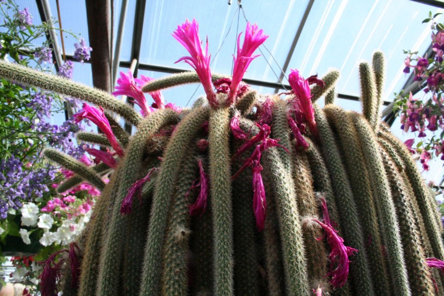 Кактус Апорокактус плетевидный