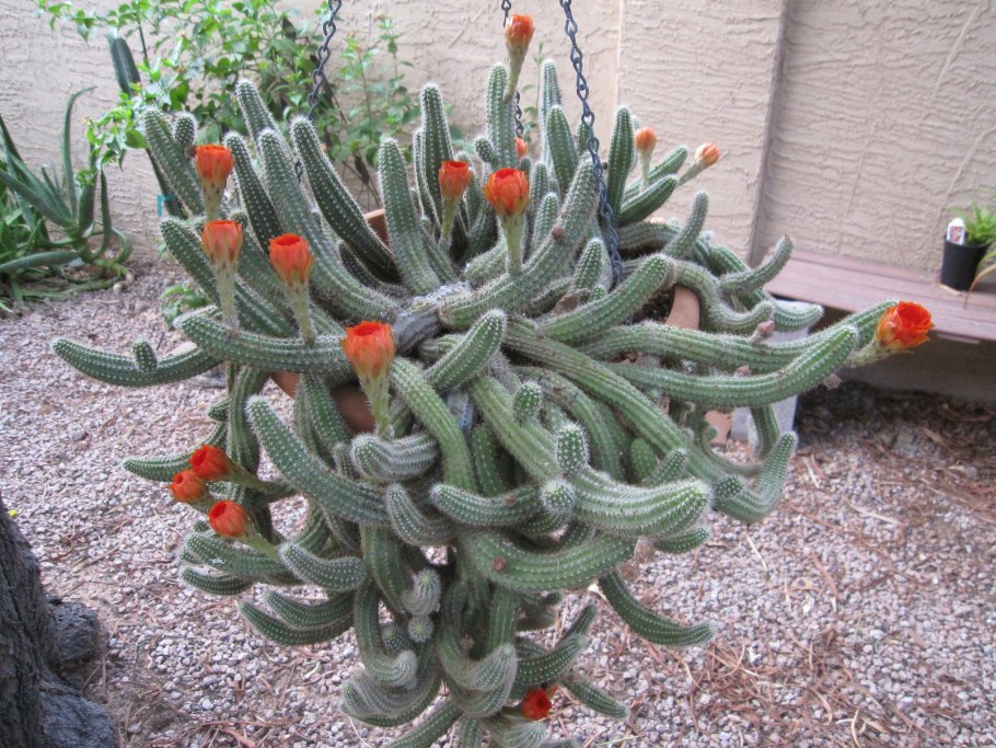 Хамецереус Сильвестри грошовый Кактус