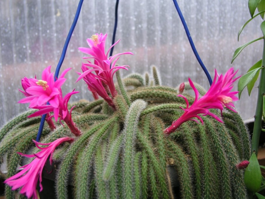 Кактус Апорокактус плетевидный