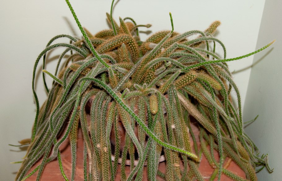 Апорокактус плетевидный