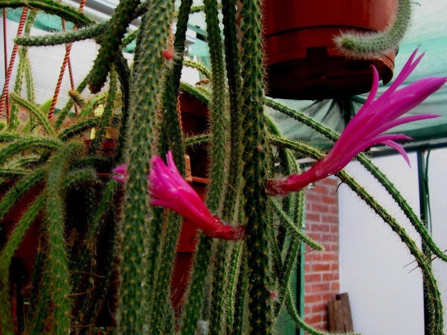 Апорокактус плетевидный