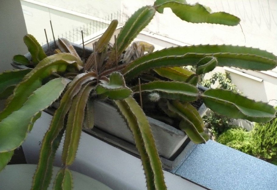 Кактус Selenicereus deamia Testudo