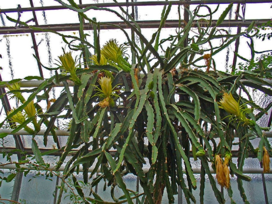 Гилоцереус Кактус