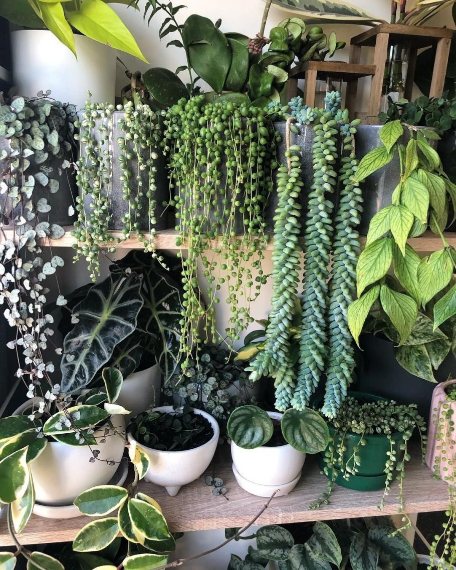 Суккуленты лианы