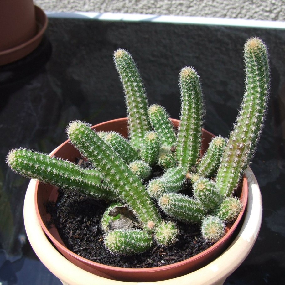 Кактус ампельный Хамецереус