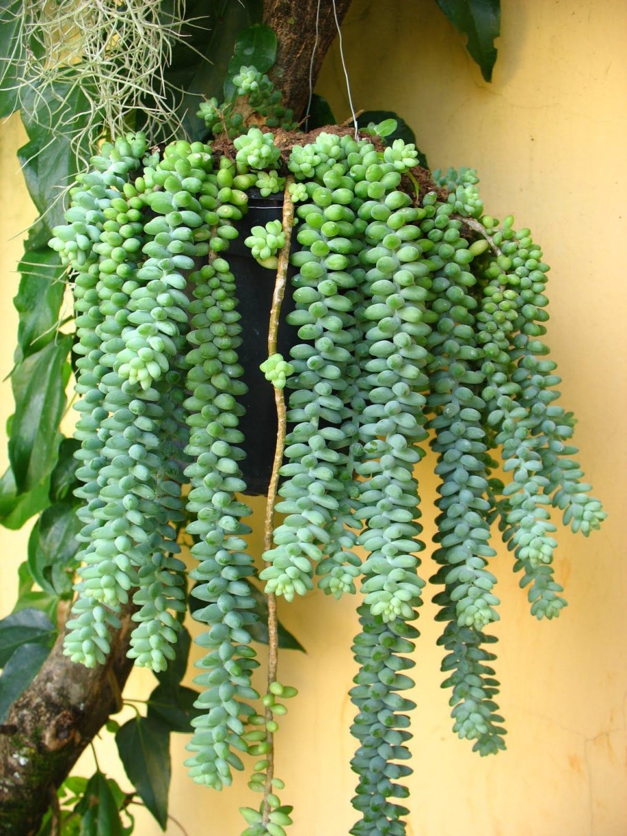 Суккулент крестовник седум